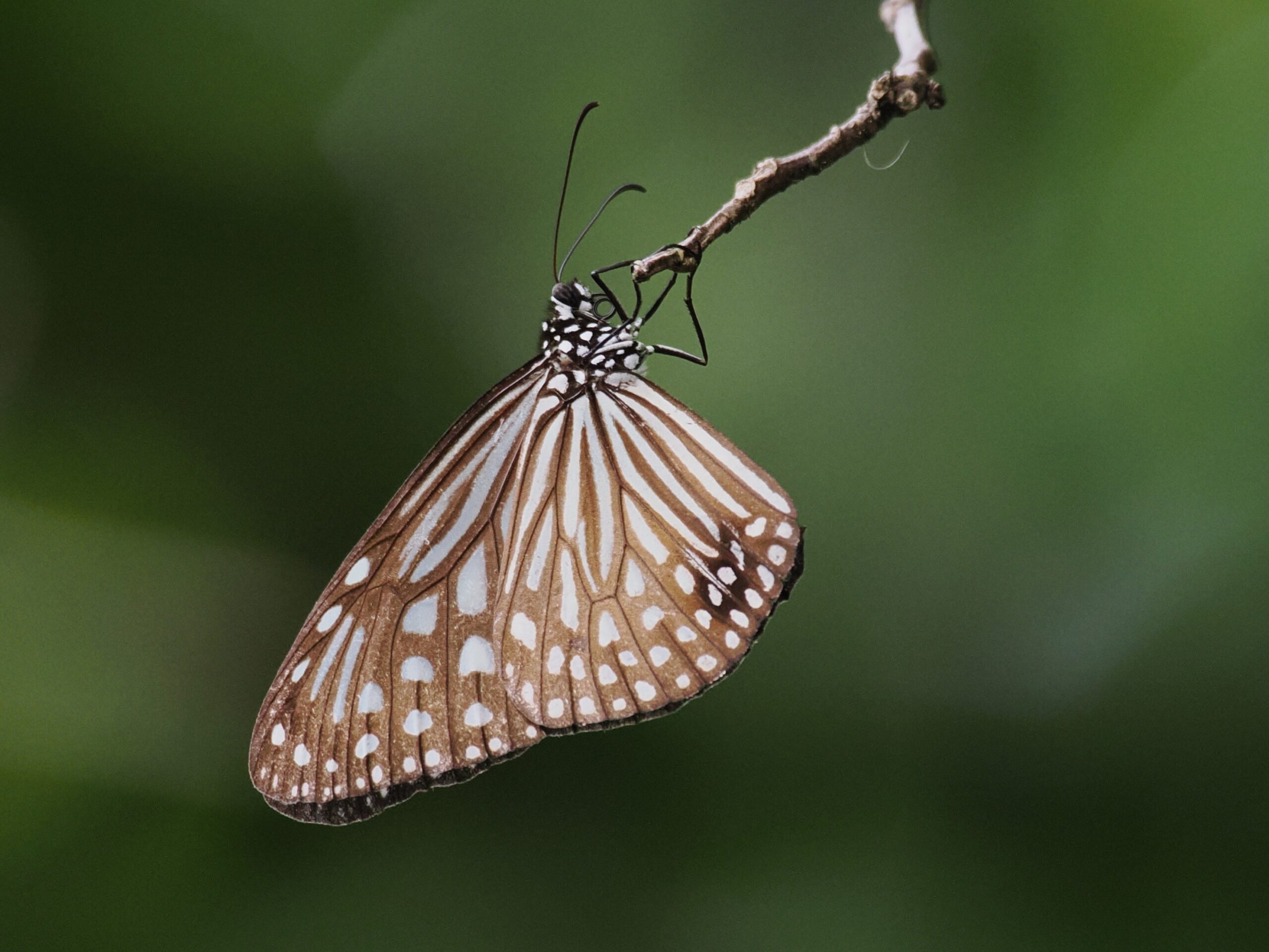 P2060153