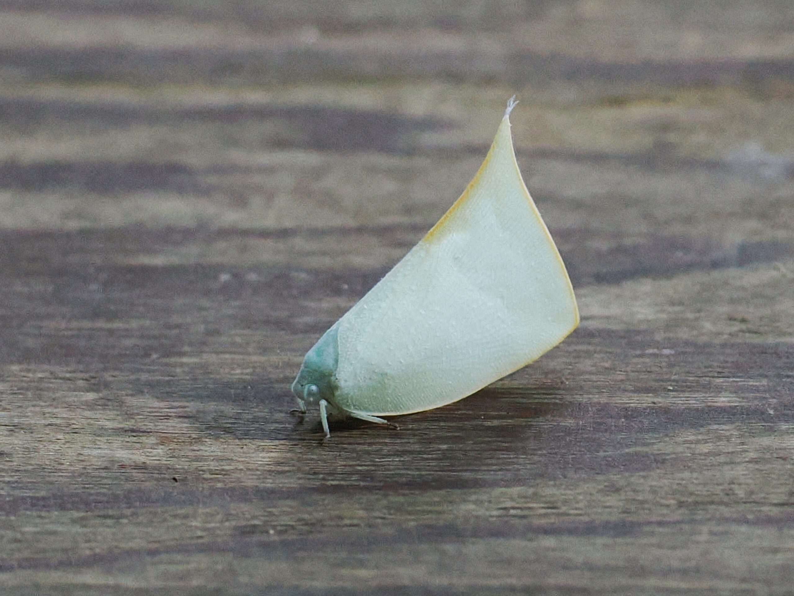 P3180044