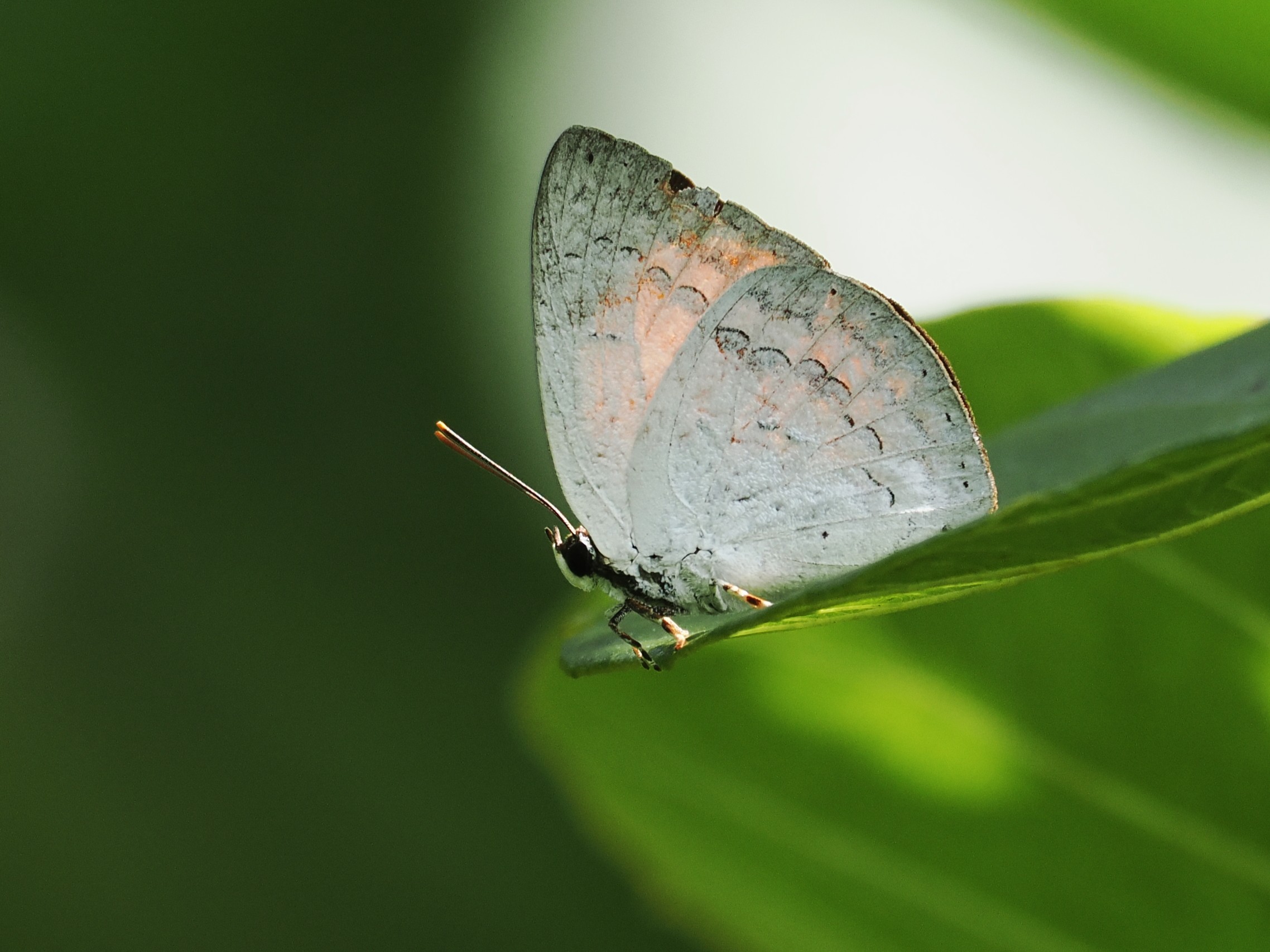 P6060418