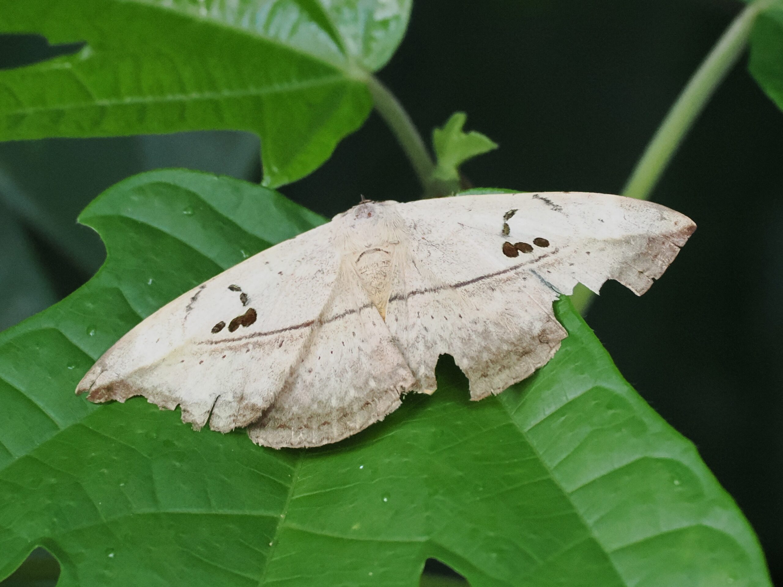 P7100028