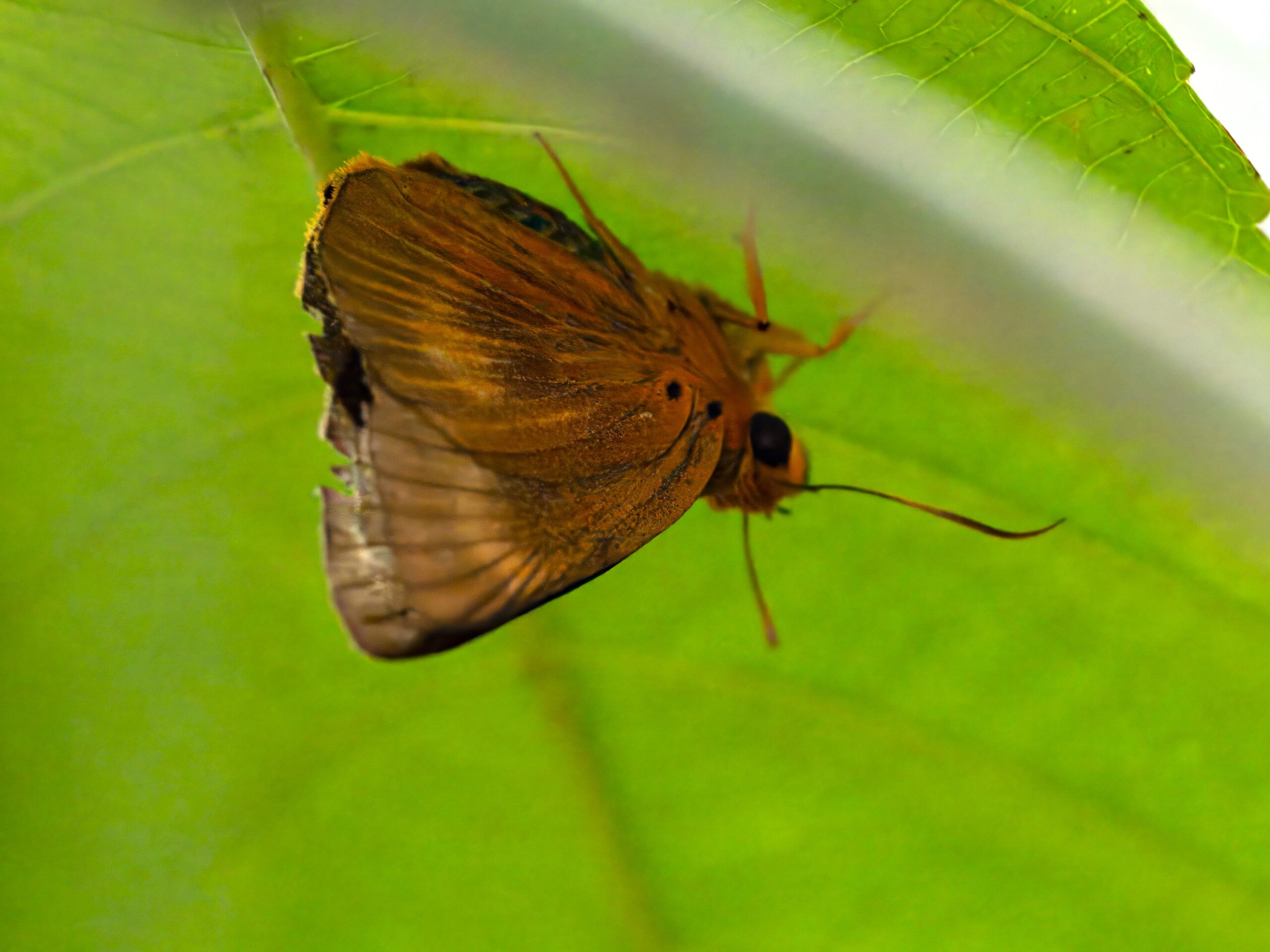 P7150692