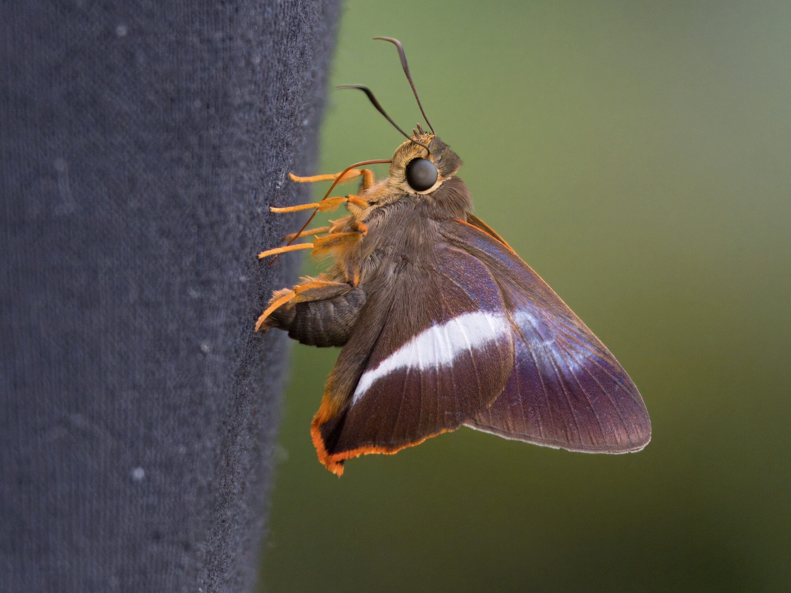 P7310127