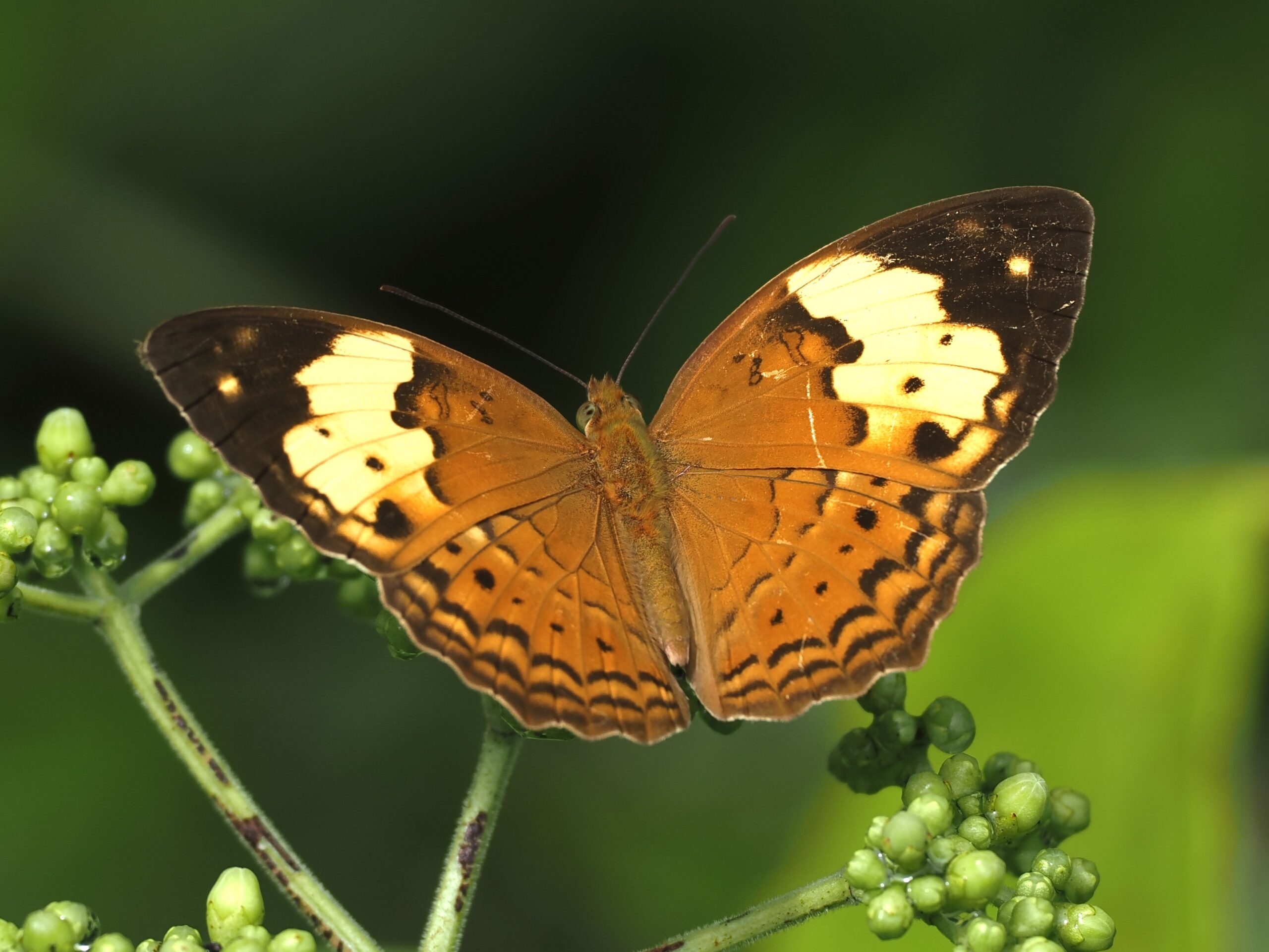 P7310581